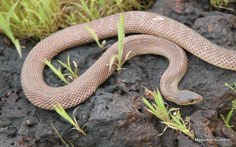 Banded Racer